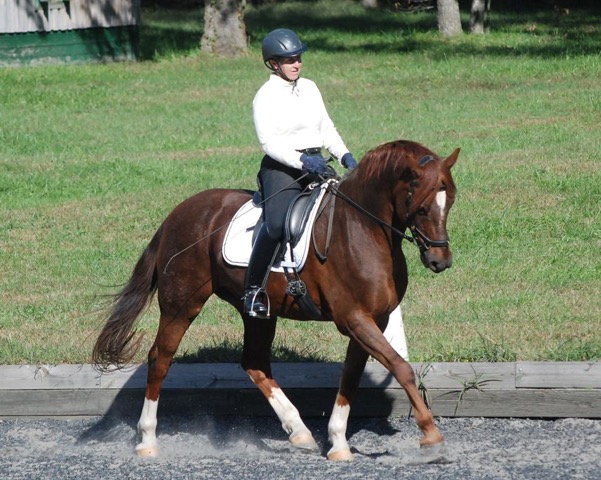 Image may contain: 1 person, horse and outdoor